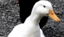 Đòi 5,8 tỷ đồng vì bị vịt tấn công